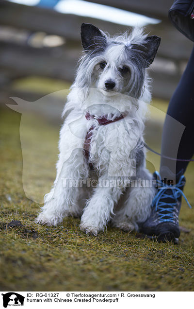 human with Chinese Crested Powderpuff / RG-01327