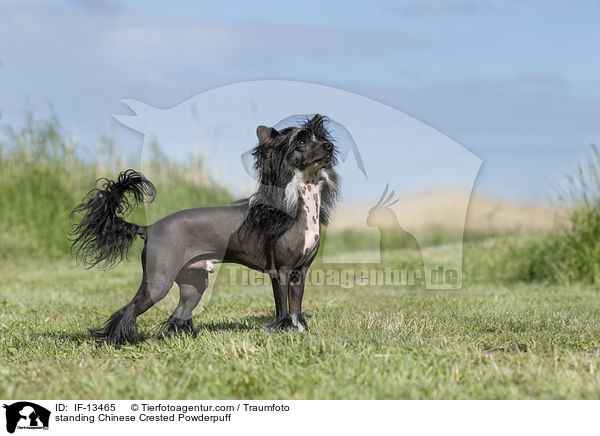 standing Chinese Crested Powderpuff / IF-13465