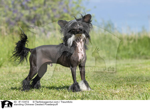 standing Chinese Crested Powderpuff / IF-13472