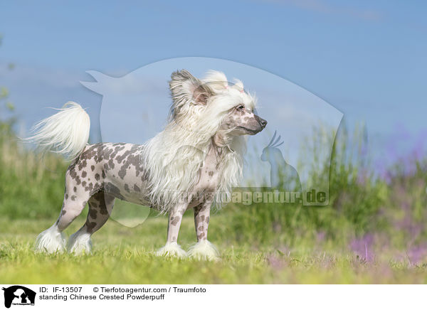 standing Chinese Crested Powderpuff / IF-13507
