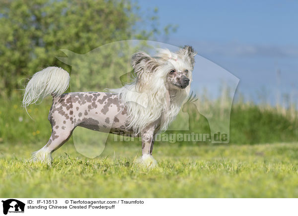 standing Chinese Crested Powderpuff / IF-13513