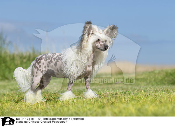 standing Chinese Crested Powderpuff / IF-13515