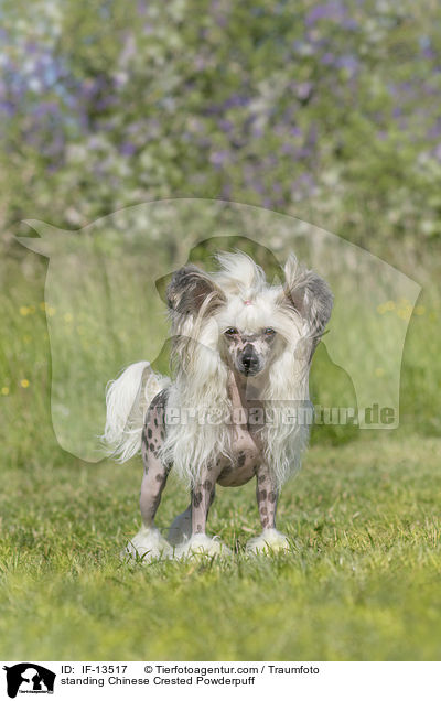 standing Chinese Crested Powderpuff / IF-13517