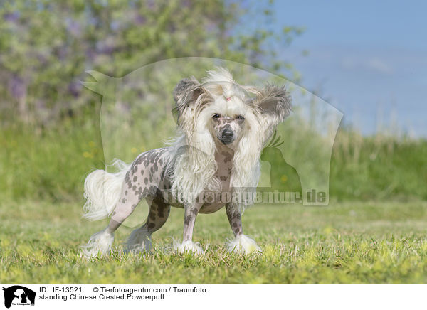 standing Chinese Crested Powderpuff / IF-13521