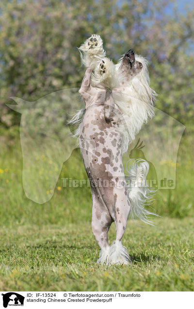 standing Chinese Crested Powderpuff / IF-13524