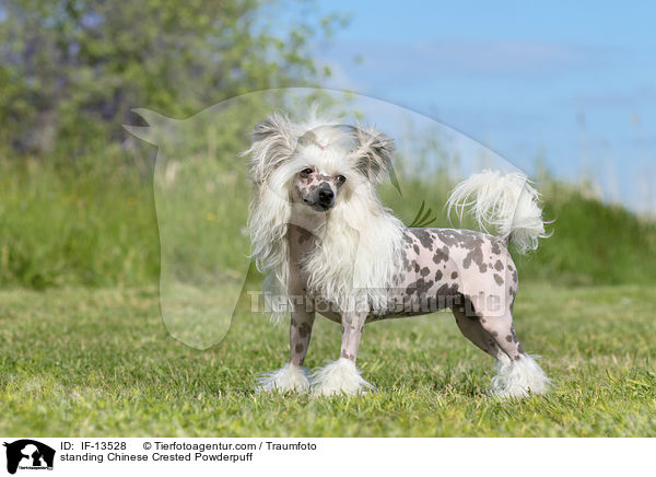 standing Chinese Crested Powderpuff / IF-13528