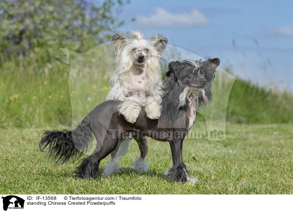 standing Chinese Crested Powderpuffs / IF-13568