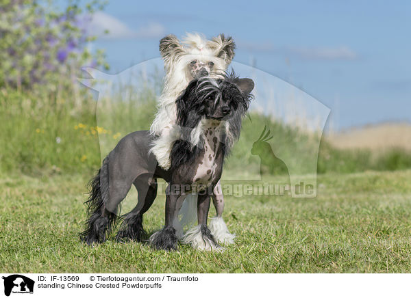 standing Chinese Crested Powderpuffs / IF-13569