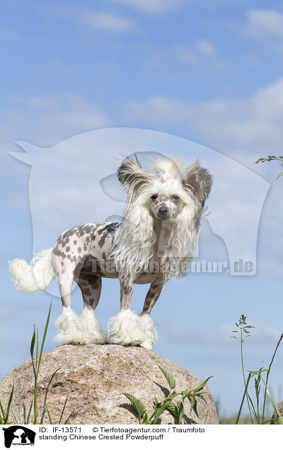 standing Chinese Crested Powderpuff / IF-13571