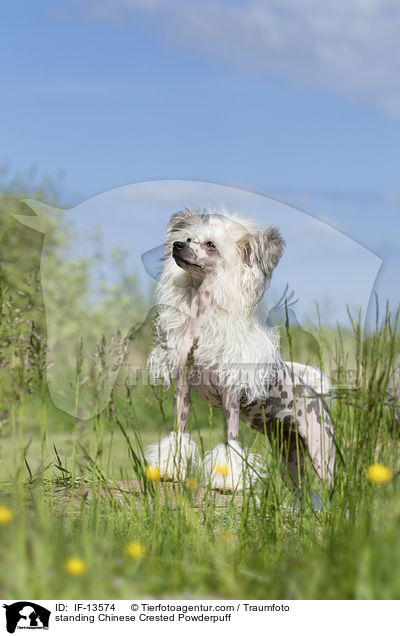 standing Chinese Crested Powderpuff / IF-13574