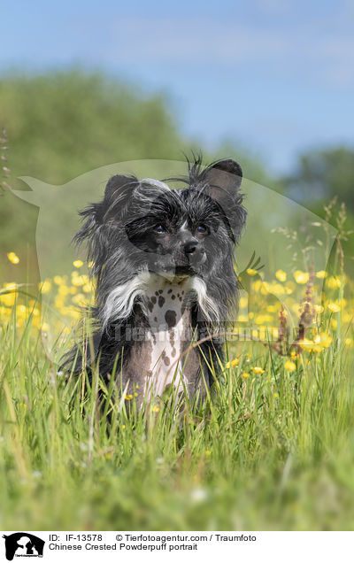 Chinese Crested Powderpuff portrait / IF-13578