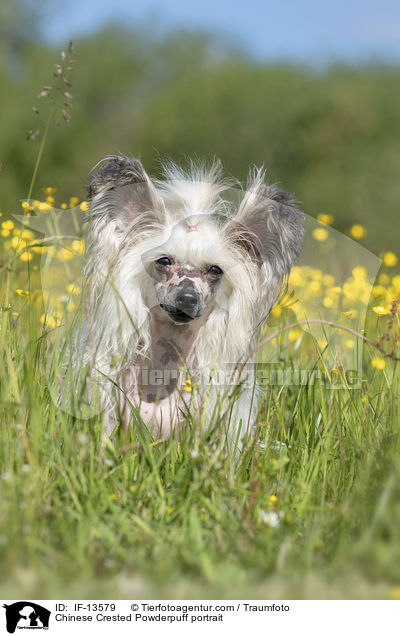 Chinese Crested Powderpuff portrait / IF-13579