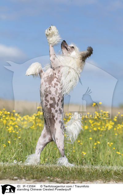 standing Chinese Crested Powderpuff / IF-13584