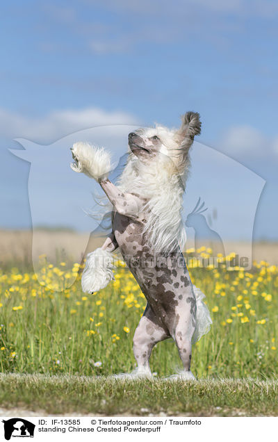 standing Chinese Crested Powderpuff / IF-13585