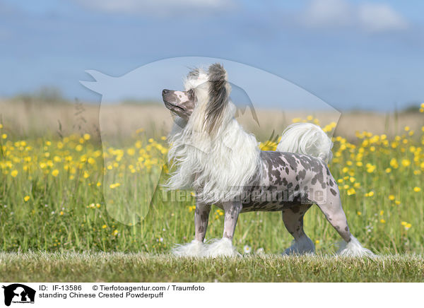 standing Chinese Crested Powderpuff / IF-13586