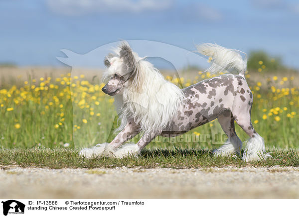 standing Chinese Crested Powderpuff / IF-13588