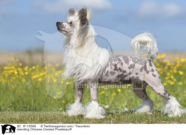 standing Chinese Crested Powderpuff / IF-13589