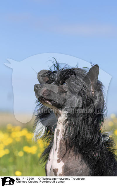 Chinese Crested Powderpuff portrait / IF-13596