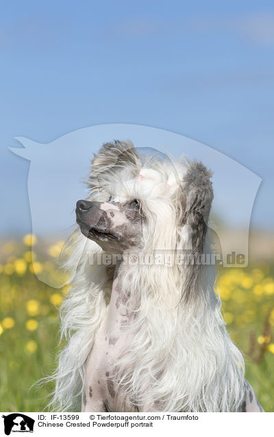 Chinese Crested Powderpuff portrait / IF-13599
