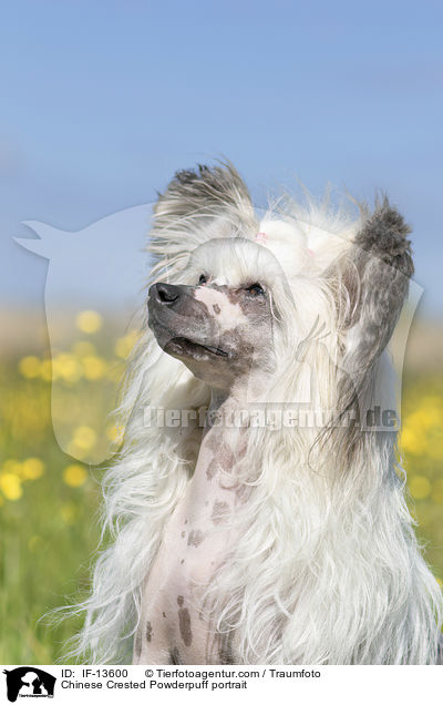 Chinese Crested Powderpuff portrait / IF-13600