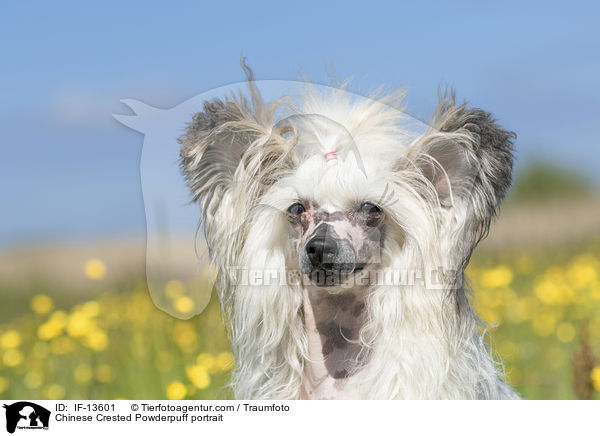 Chinese Crested Powderpuff portrait / IF-13601