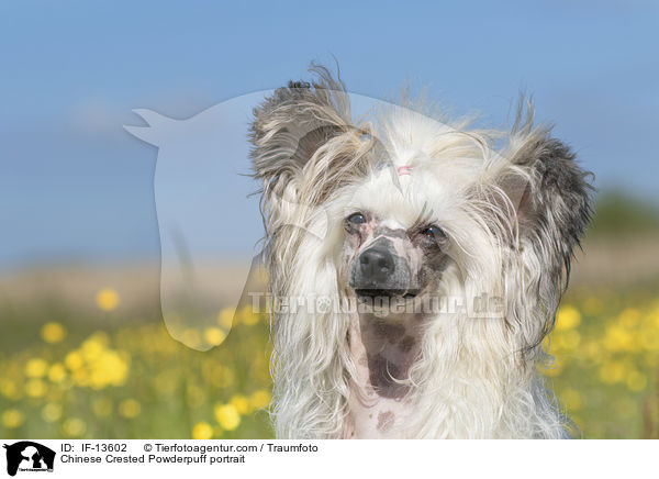 Chinese Crested Powderpuff portrait / IF-13602