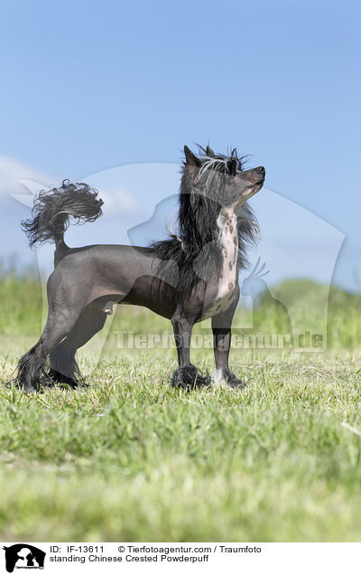 standing Chinese Crested Powderpuff / IF-13611