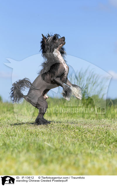 standing Chinese Crested Powderpuff / IF-13612