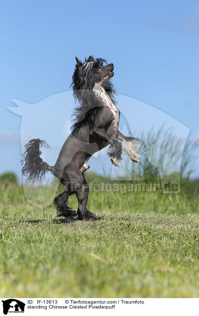 standing Chinese Crested Powderpuff / IF-13613