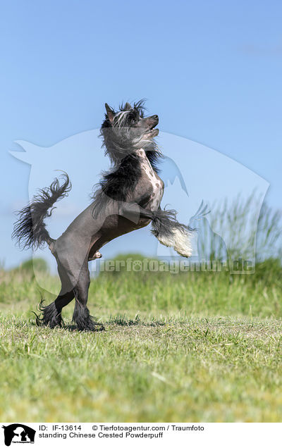 standing Chinese Crested Powderpuff / IF-13614