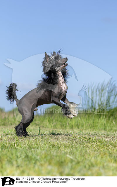 standing Chinese Crested Powderpuff / IF-13615