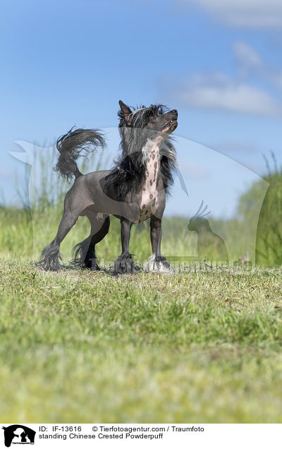 standing Chinese Crested Powderpuff / IF-13616