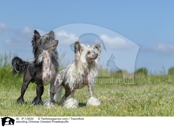 standing Chinese Crested Powderpuffs / IF-13620