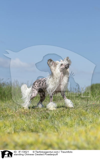standing Chinese Crested Powderpuff / IF-13621