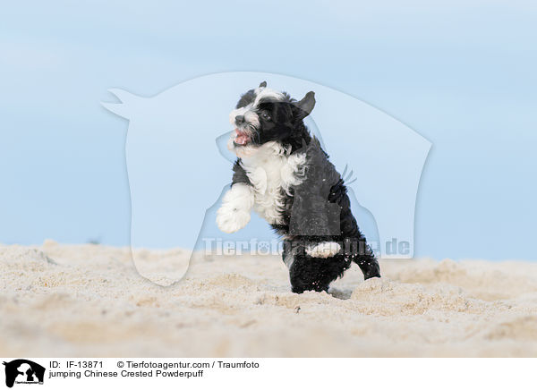 jumping Chinese Crested Powderpuff / IF-13871