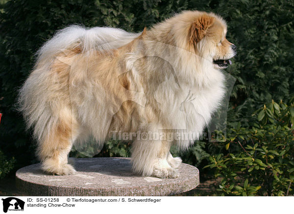 standing Chow-Chow / SS-01258