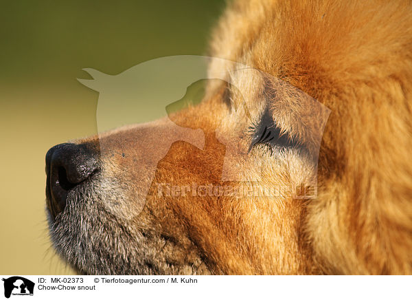 Chow-Chow snout / MK-02373