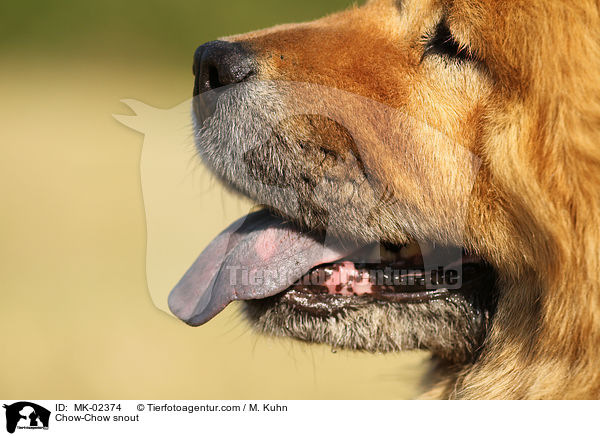 Chow-Chow snout / MK-02374