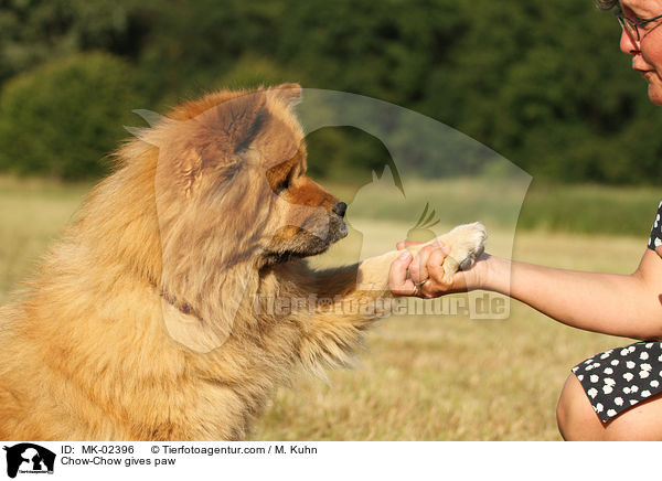 Chow-Chow gives paw / MK-02396