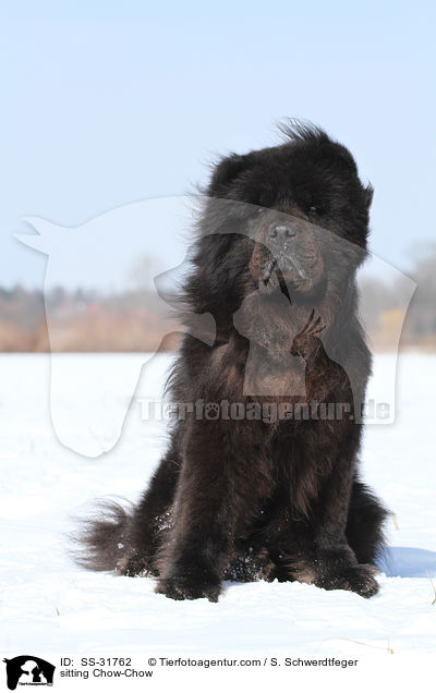 sitting Chow-Chow / SS-31762