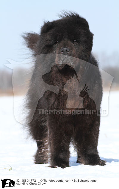 standing Chow-Chow / SS-31772