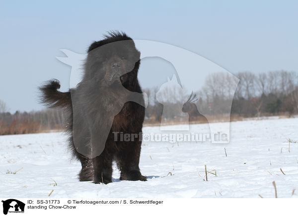 standing Chow-Chow / SS-31773