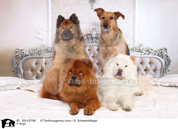 4 dogs / SS-43786