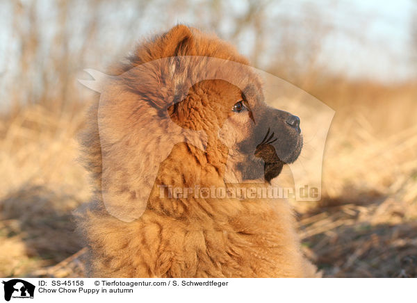 Chow Chow Puppy in autumn / SS-45158