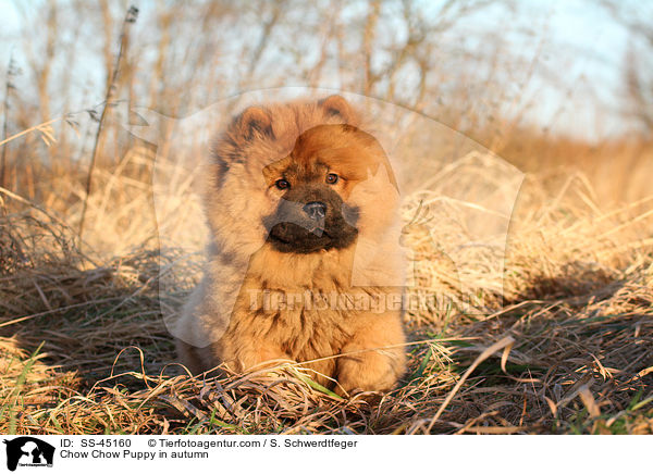 Chow Chow Puppy in autumn / SS-45160