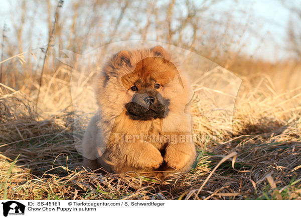 Chow Chow Puppy in autumn / SS-45161