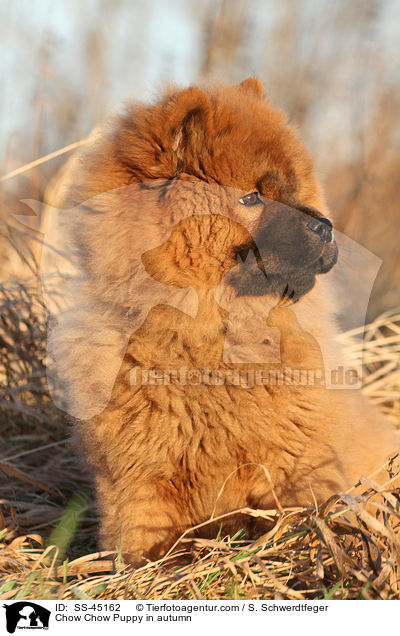Chow Chow Puppy in autumn / SS-45162