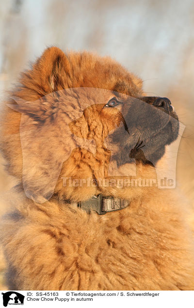 Chow Chow Puppy in autumn / SS-45163