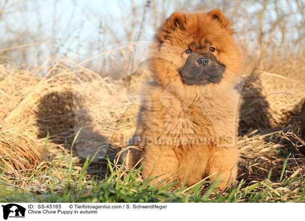 Chow Chow Puppy in autumn / SS-45165
