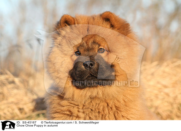 Chow Chow Puppy in autumn / SS-45167